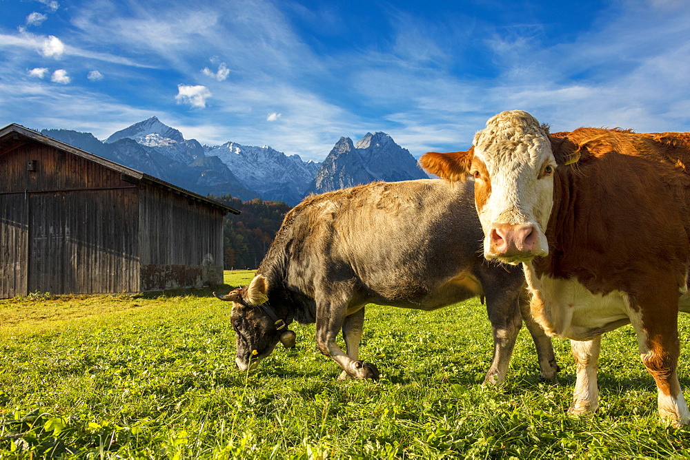 Cows in the green pastures framed by the high peaks of the Alps, Garmisch Partenkirchen, Upper Bavaria, Germany, Europe