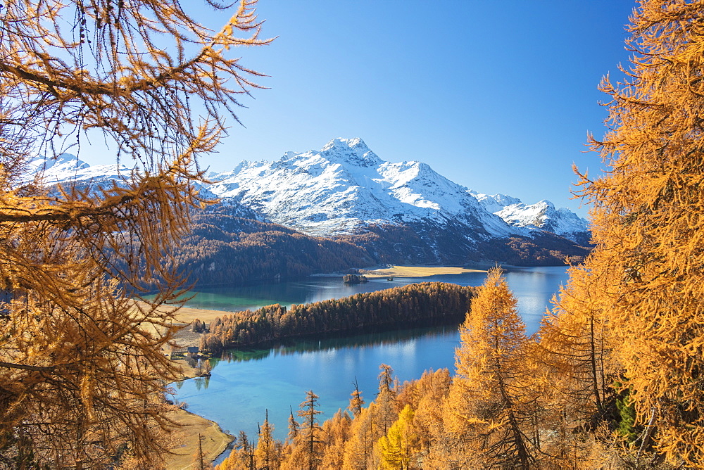 Colorful woods around Lake Sils framed by snowy peaks in the background, Maloja, Canton of Graubunden, Engadine, Switzerland, Europe