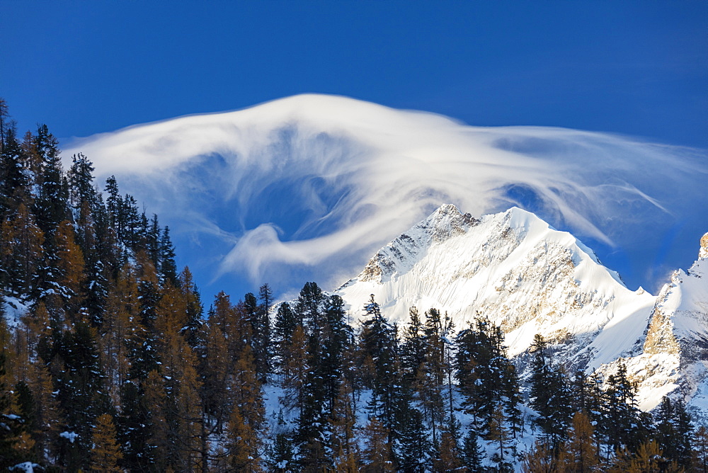 White cloud at dawn lights up Piz Bernina and Biancograt, framed by woods, Canton of Graubunden, Engadine, Switzerland, Europe