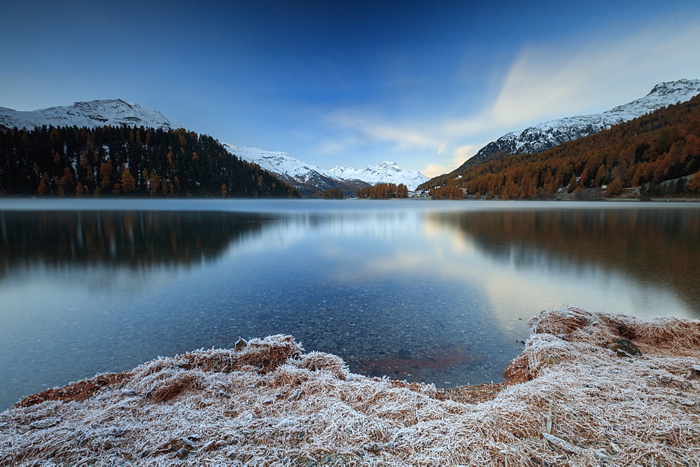 The colorful woods and snowy peaks are reflected in Lake Sils at daw, Maloja, Canton of Graubunden, Engadine, Switzerland, Europe