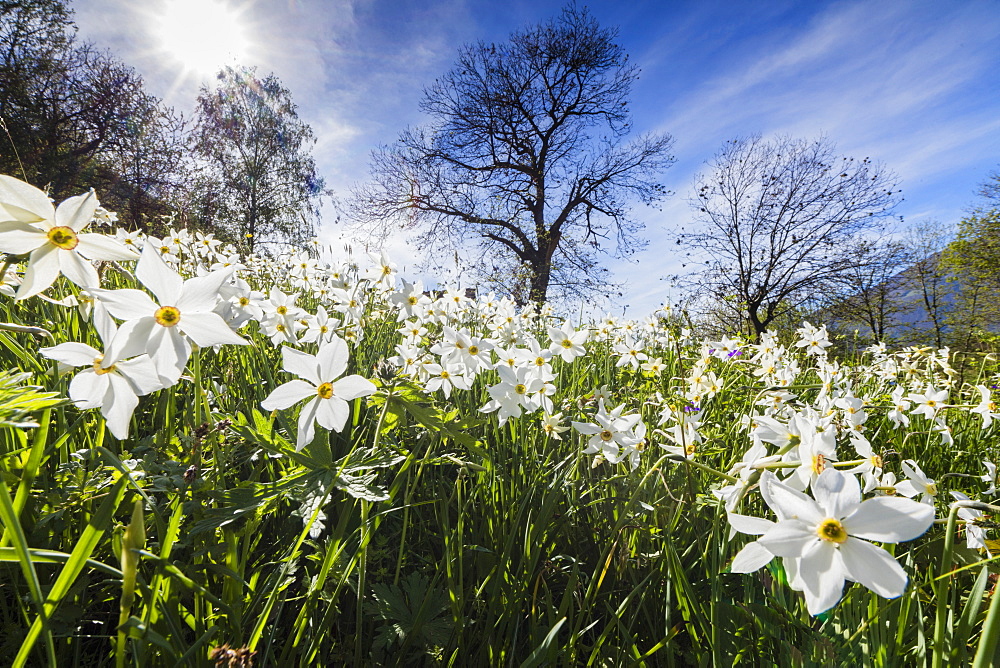 Spring bloom of daffodils in the green meadows of the Orobie Alps, Dossa, province of Sondrio, Valtellina, Lombardy, Italy, Europe