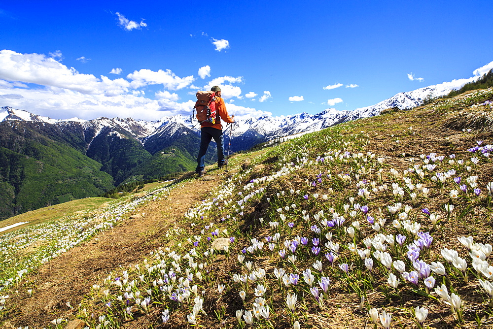 Hiker walking along a trail surrounded by spring flowers near Cima della Rosetta in the Orobie Alps, Lombardy, Italy, Europe