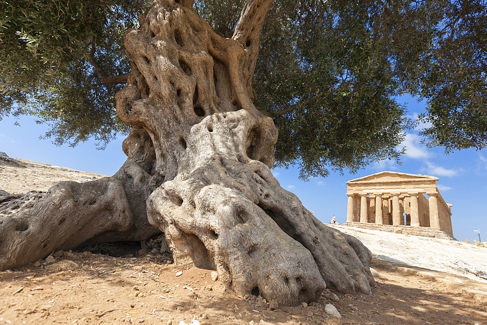 An olive tree frames the ancient Temple of Concordia in the archeological site of Valle dei Templi, Agrigento, UNESCO World Heritage Site, Sicily, Italy, Europe