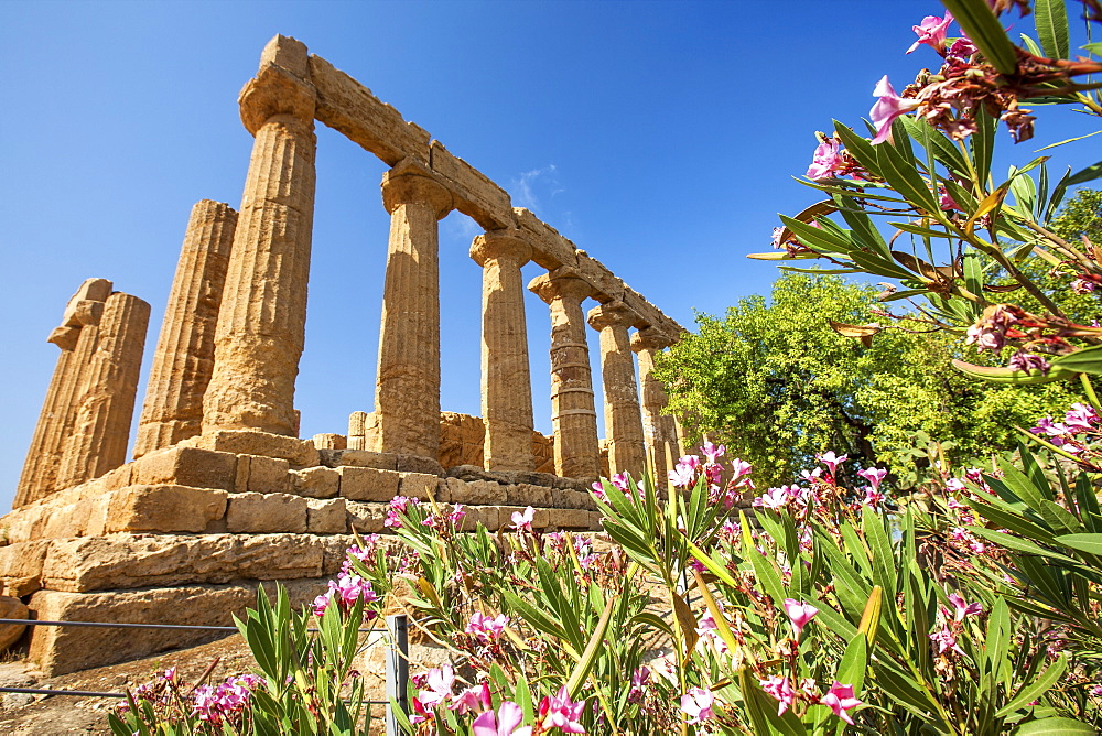 The Temple of Juno, a Greek temple of the ancient city of Akragas located in the Valle dei Templi, UNESCO World Heritage Site, Agrigento, Sicily, Italy, Europe