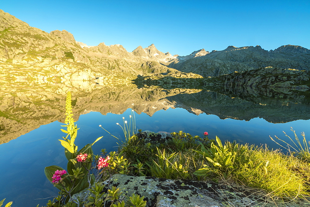 The rhododendrons frame the blue water of Lago Nero at dawn, Cornisello Pinzolo, Brenta Dolomites, Trentino-Alto Adige, Italy, Europe