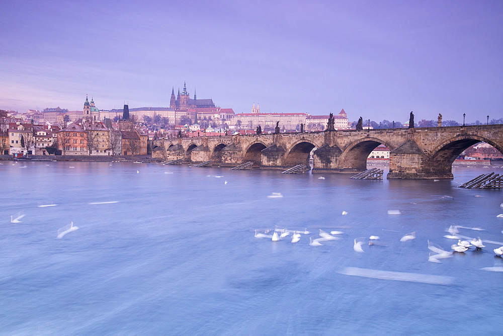 White swans on the Vltava River and the historical Charles Bridge at sunrise, UNESCO World Heritage Site, Prague, Czech Republic, Europe