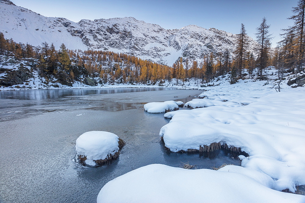 Red larches frame the frozen Lake Mufule, Malenco Valley, Province of Sondrio, Valtellina, Lombardy, Italy, Europe