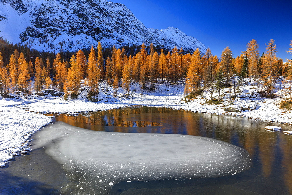 Red larches frame the frozen Lake Mufule, Malenco Valley, Province of Sondrio, Valtellina, Lombardy, Italy, Europe