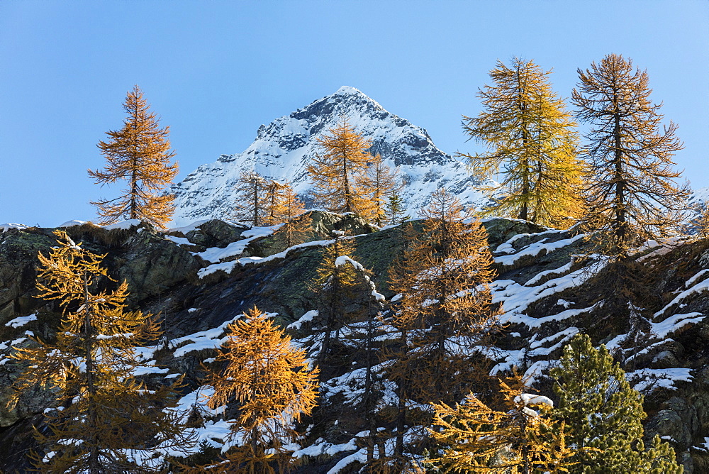 Red larches frame the snowy peaks, Malenco Valley, Province of Sondrio, Valtellina, Lombardy, Italy, Europe