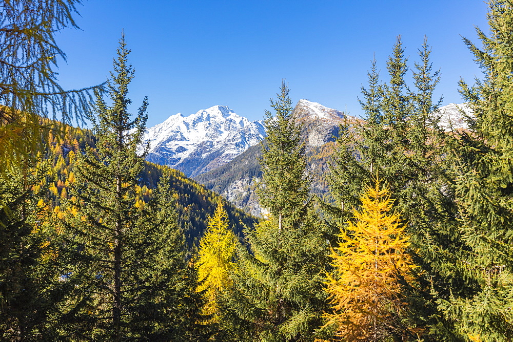 The colorful woods frame the snowy peak of Monte Disgrazia, Malenco Valley, Province of Sondrio, Valtellina, Lombardy, Italy, Europe