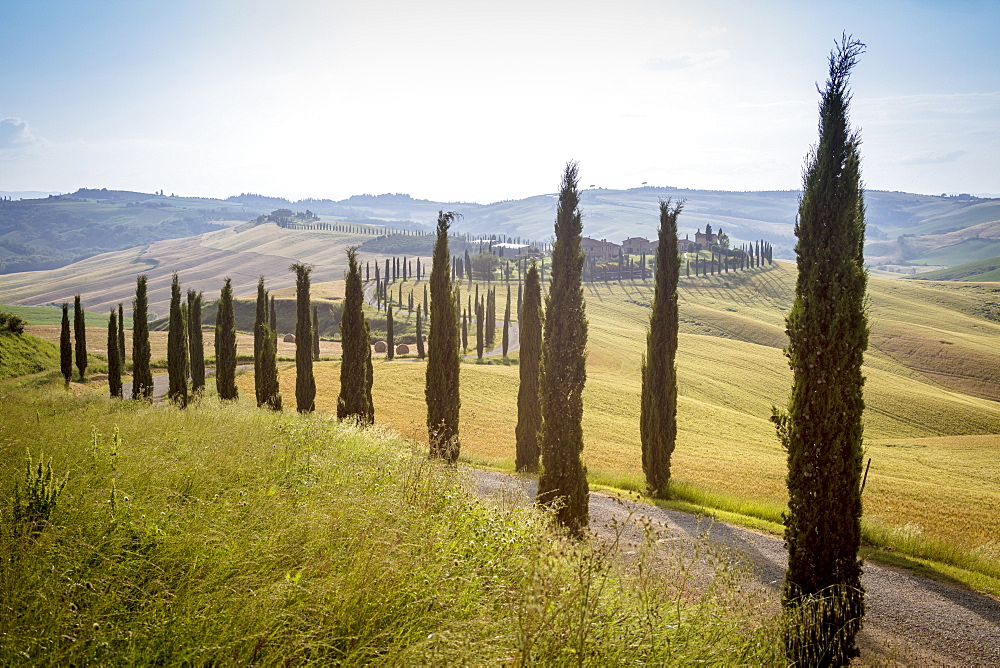 The road curves in the green hills surrounded by cypresses, Crete Senesi (Senese Clays), Province of Siena, Tuscany, Italy, Europe