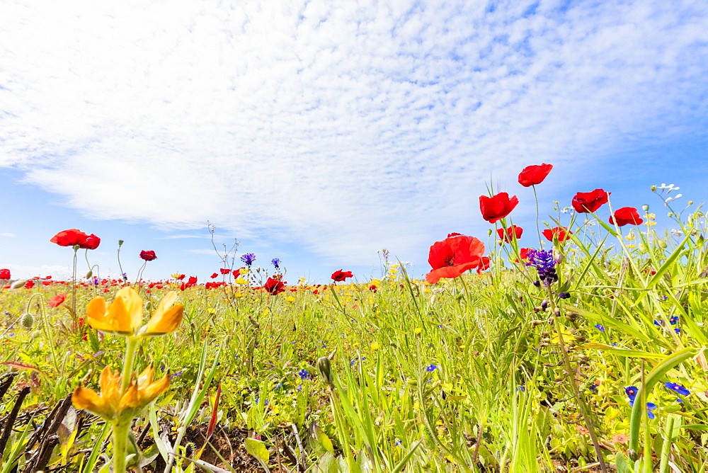 Red poppies and colorful flowers during the spring bloom in green meadows, Alentejo, Portugal, Europe