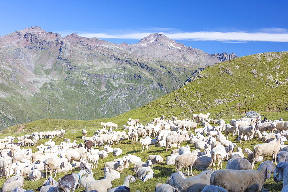 Sheep in the green pastures surrounded by rocky peaks, Val Di Viso, Camonica Valley, province of Brescia, Lombardy, Italy, Europe