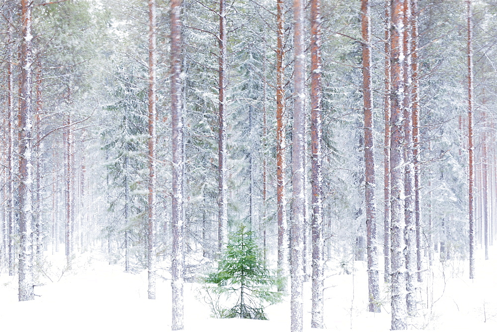 Tall trees in the snowy woods shrouded in the morning mist, Alaniemi, Rovaniemi, Lapland region, Finland, Europe