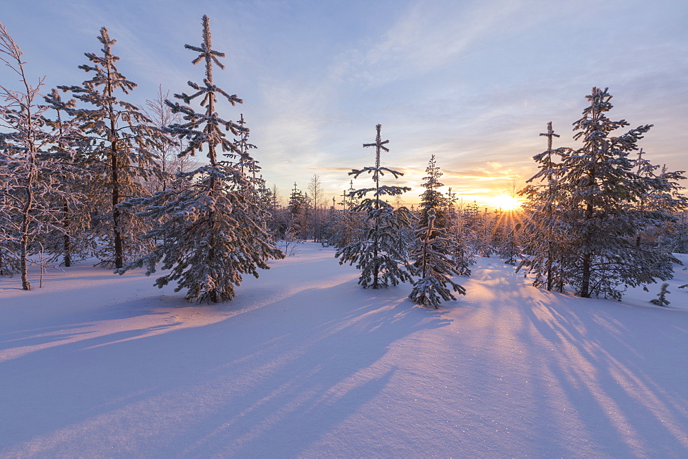 The lights of the arctic sunset illuminate the snowy woods, Vennivaara, Rovaniemi, Lapland region, Finland, Europe