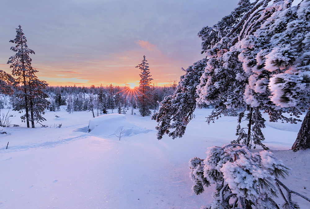 Pink lights of the arctic sunset illuminate the snowy woods, Vennivaara, Rovaniemi, Lapland region, Finland, Europe