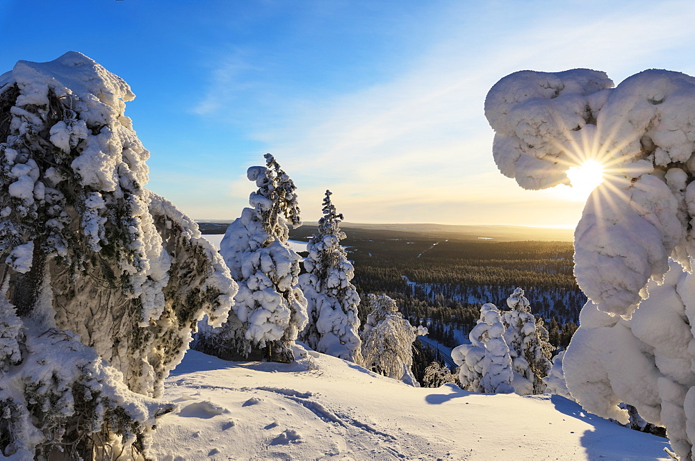 Sun and blue sky frame the the frozen tree branches in the snowy woods, Ruka, Kuusamo, Ostrobothnia region, Lapland, Finland, Europe