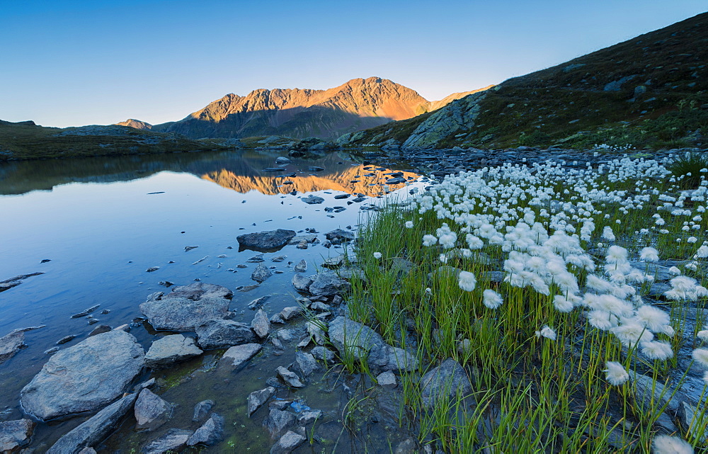 Cotton grass frames the rocky peaks reflected in Lake Umbrail at sunset, Stelvio Pass, Valtellina, Lombardy, Italy, Europe