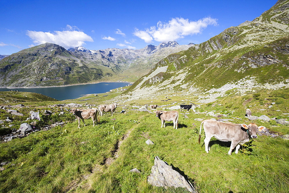 Cows in the green pastures with Lake Montespluga in the background, Chiavenna Valley, Valtellina, Lombardy, Italy, Europe