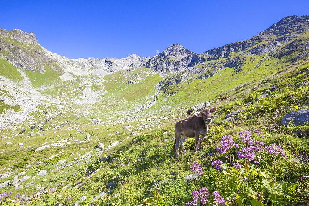 Cows graze in the green pastures with the rocky peak Suretta in the background, Chiavenna Valley, Valtellina, Lombardy, Italy, Europe