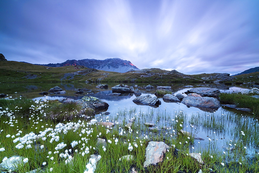 Laghetto Alto Scorluzzo framed by cotton grass at sunrise, Bormio, Braulio Valley, Valtellina, Lombardy, Italy, Europe