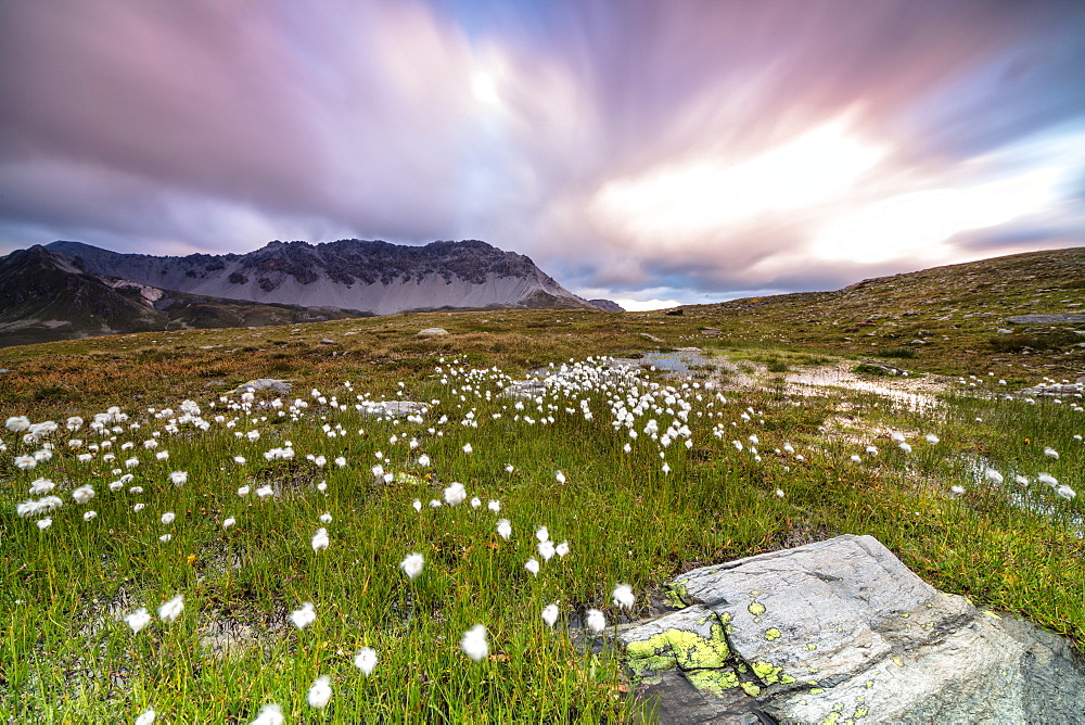 Pink sky frames cotton grass at dawn, Laghetto Alto Scorluzzo, Bormio, Braulio Valley, Valtellina, Lombardy, Italy, Europe