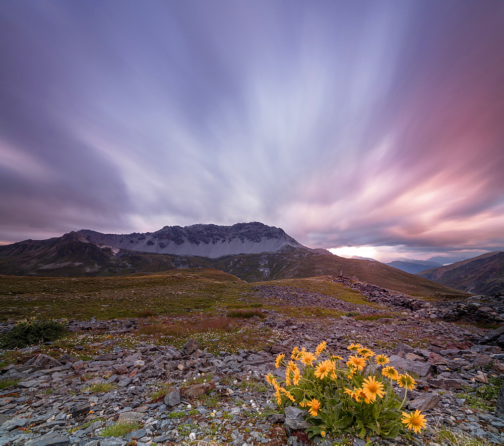 Panorama of pink clouds at dawn on Piz Umbrail framed by flowers, Braulio Valley, Valtellina, Lombardy, Italy, Europe