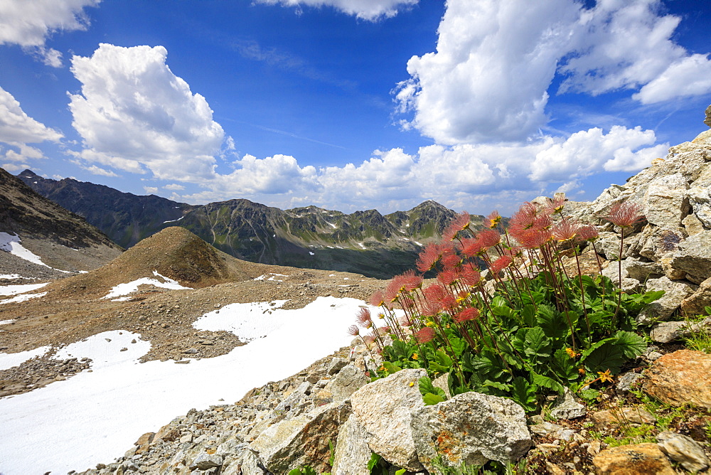 Colourful flowers in bloom framed by rocky peaks, Joriseen, Jorifless Pass, canton of Graubunden, Engadine, Switzerland, Europe