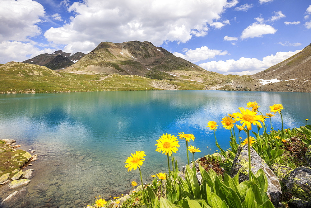 Turquoise lake framed by yellow flowers and rocky peaks, Joriseen, Jorifless Pass, canton of Graubunden, Engadine, Switzerland, Europe