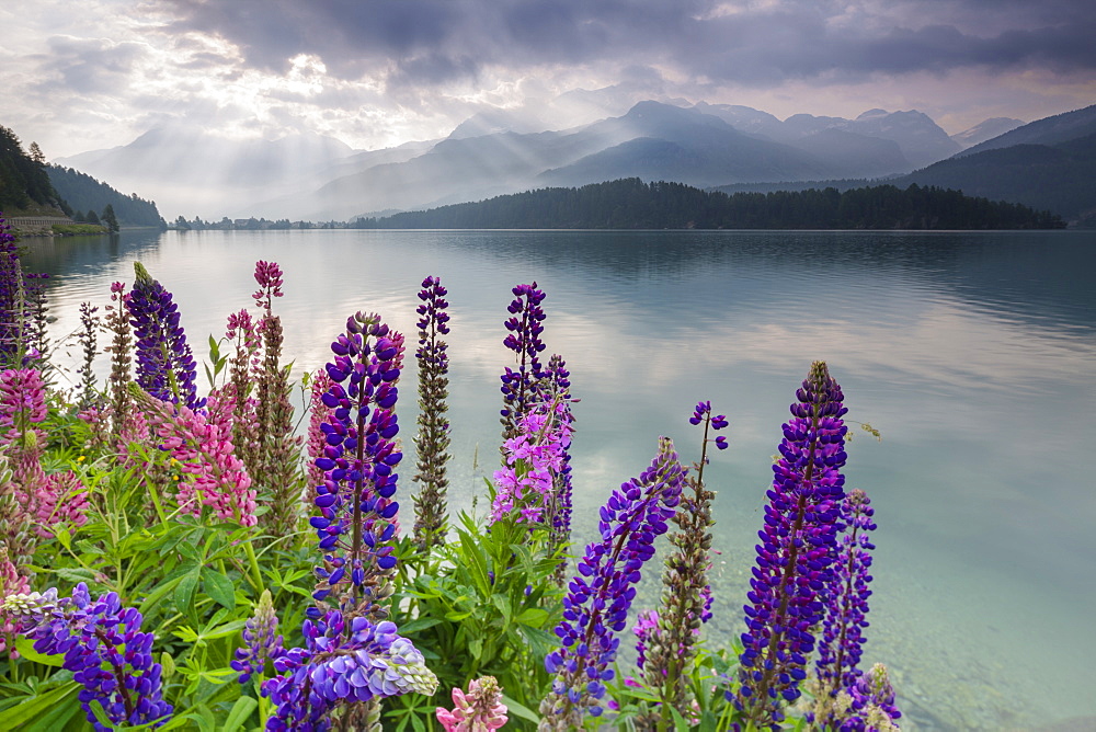 The multi coloured lupins frame the calm water of Lake Sils at dawn, Maloja, canton of Graubunden, Engadine, Switzerland, Europe