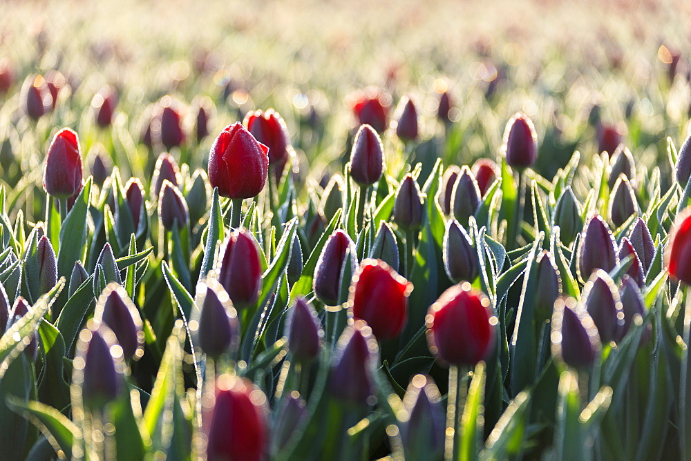 Close up of red tulips in bloom in the countryside of Berkmeer, municipality of Koggenland, North Holland, The Netherlands, Europe