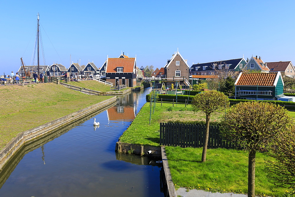 White swan in the canal surrounded by meadows and typical wooden houses, Marken, Waterland, North Holland, The Netherlands, Europe