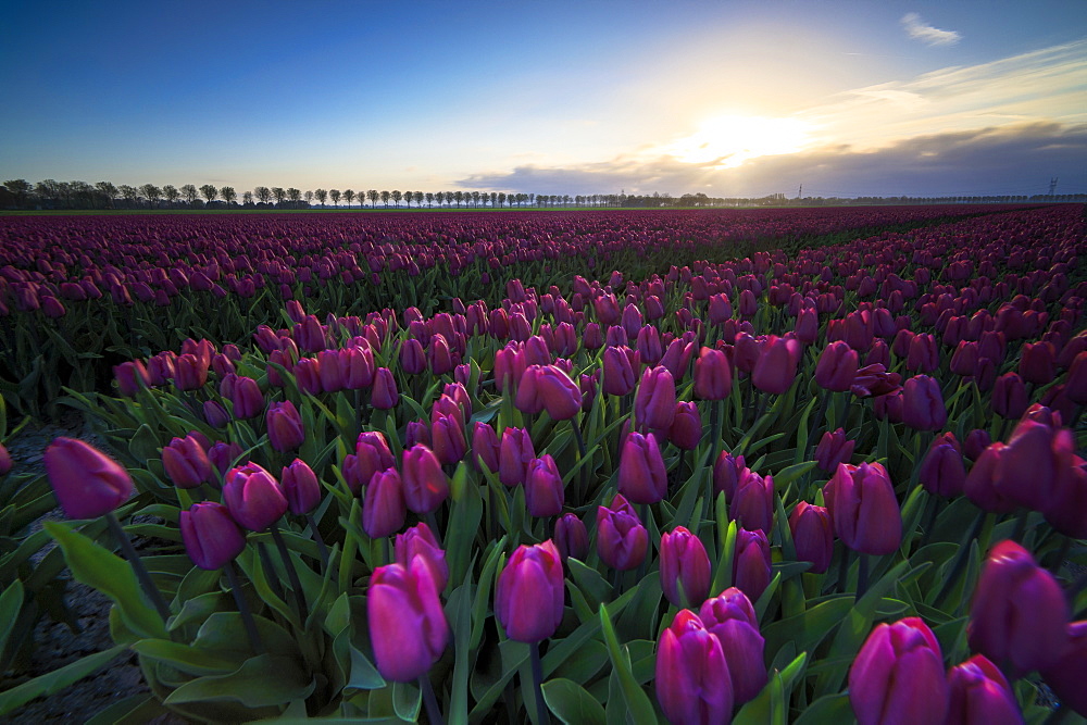 Colourful fields of tulips in bloom at dawn, De Rijp, Alkmaar, North Holland, Netherlands, Europe