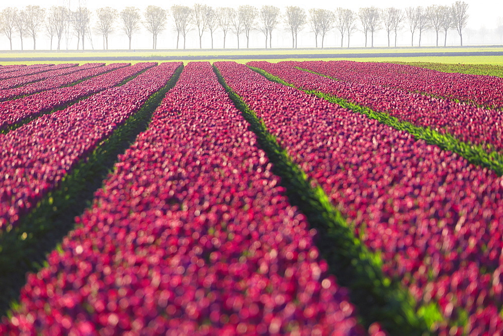 The colourful fields of tulips in bloom and trees in the countryside at dawn, De Rijp, Alkmaar, North Holland, Netherlands, Europe