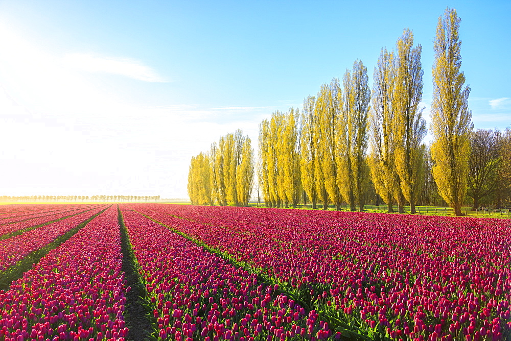 The blue sky at dawn and colourful fields of tulips in bloom surrounded by tall trees, De Rijp, Alkmaar, North Holland, Netherlands, Europe