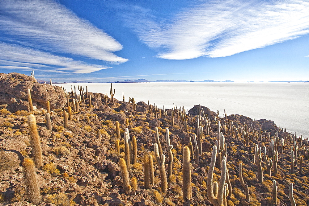 An amazing view from the top of the Isla Incahuasi, Salar de Uyuni, Bolivia, South America