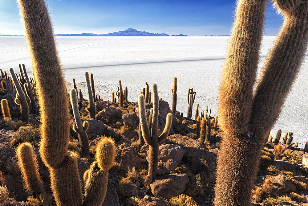 Cacti, Isla Incahuasi, a unique outcrop in the middle of the Salar de Uyuni, Oruro, Bolivia, South America