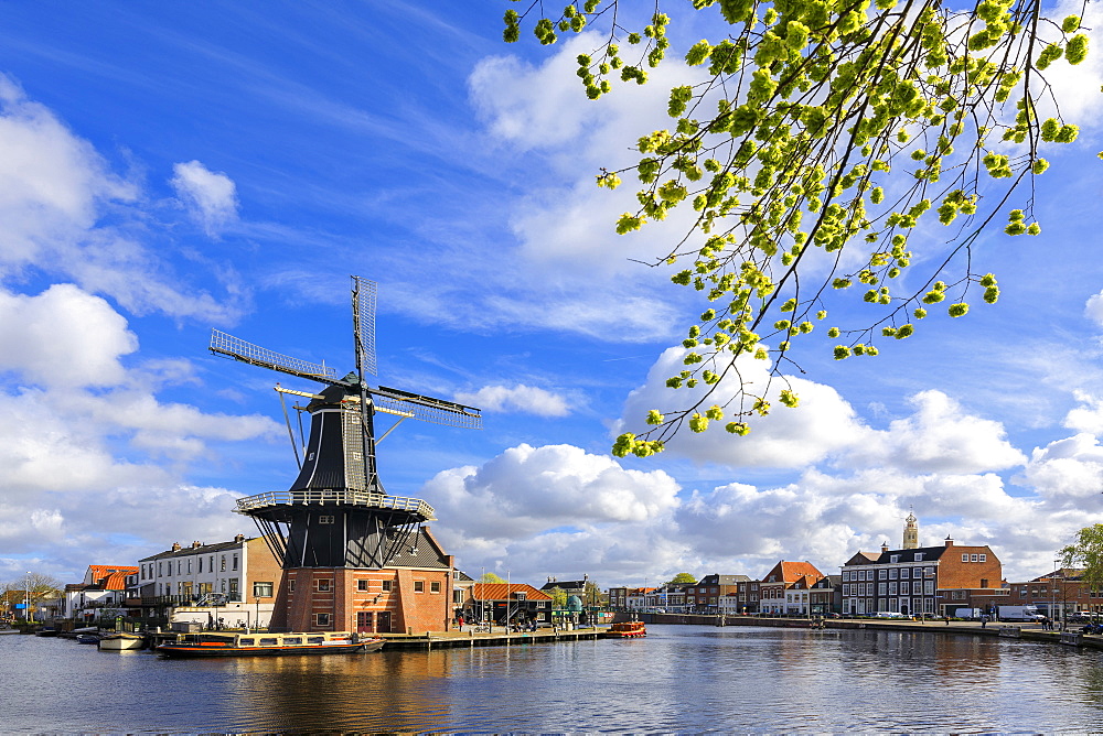 Tree branches frame the Windmill De Adriaan reflected in a canal of the River Spaarne, Haarlem, North Holland, The Netherlands, Europe