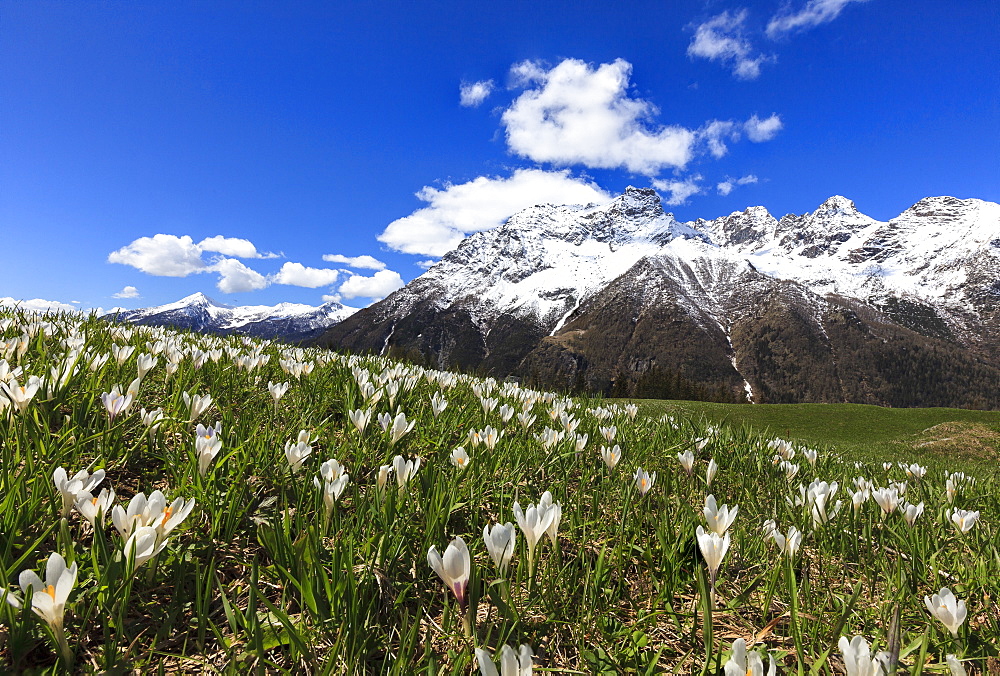 Green meadows covered with blooming crocus framed by snowy peaks in spring, Barchi, Malenco Valley, Valtellina, Lombardy, Italy, Europe