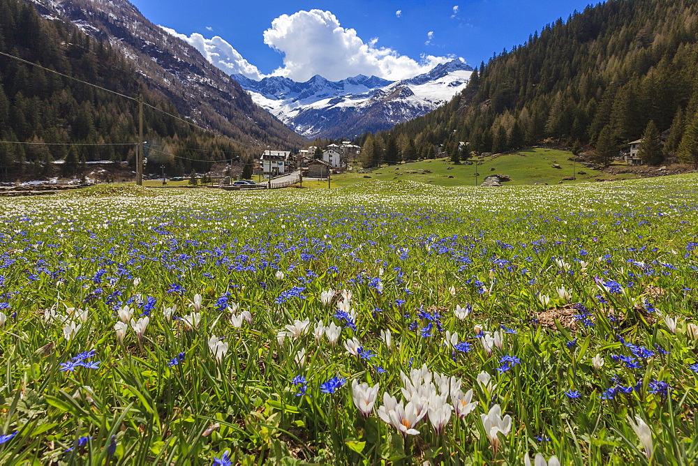 Colorful flowers on green meadows framed by the alpine village of Chiareggio, Malenco Valley, Valtellina, Lombardy, Italy, Europe