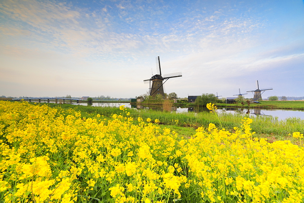 Windmills framed by yellow flowers and typical canal at dawn, Kinderdijk, UNESCO World Heritage Site, Molenwaard, South Holland, The Netherlands, Europe