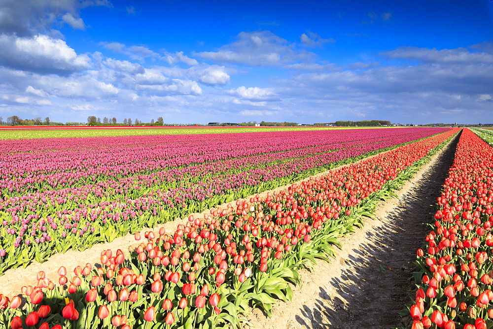 Multicolored tulips in the fields of Oude-Tonge during spring bloom, Oude-Tonge, Goeree-Overflakkee, South Holland, The Netherlands, Europe