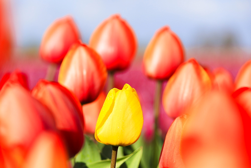 Close up of yellow tulip framed by a multitude of red tulips, Oude-Tonge, Goeree-Overflakkee, South Holland, The Netherlands, Europe