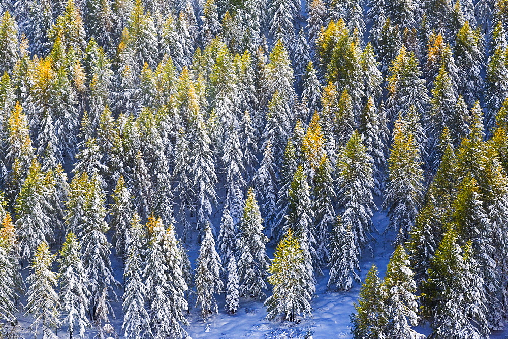 Aerial view of larches in the woods covered with snow during the fall season, Chiavenna Valley, Valtellina, Lombardy, Italy, Europe