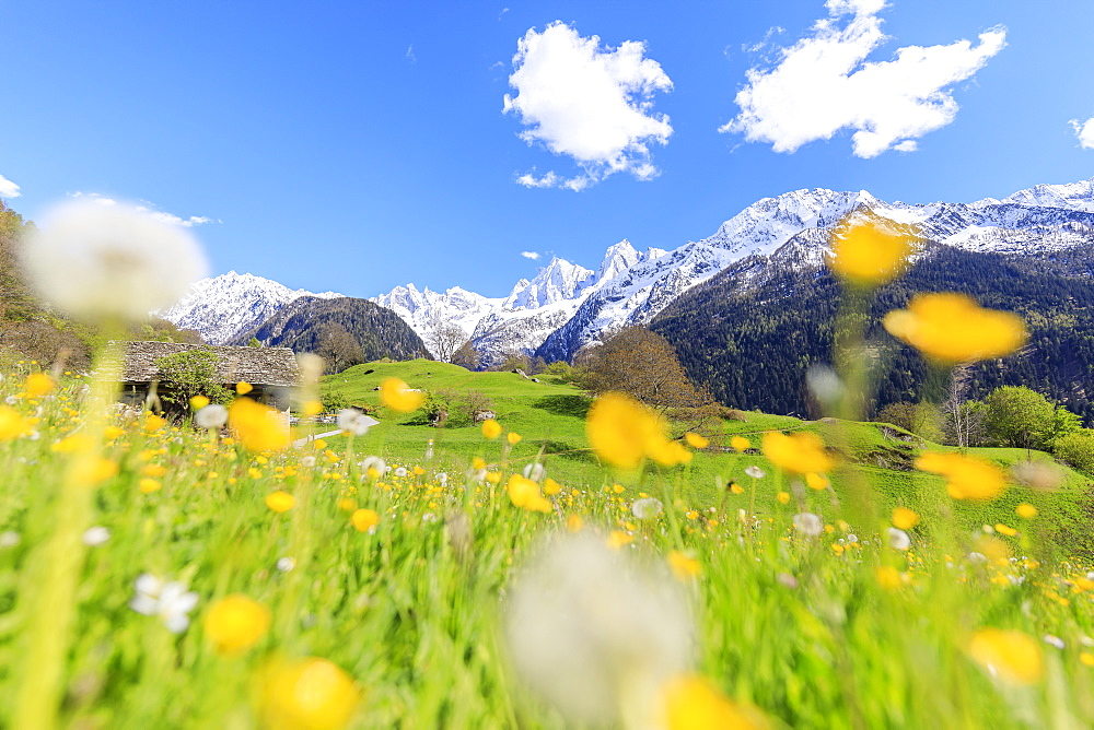 Dandelions and flowers framed by snowy peaks, Soglio, Maloja, Bregaglia Valley, Engadine, canton of Graubunden, Switzerland, Europe