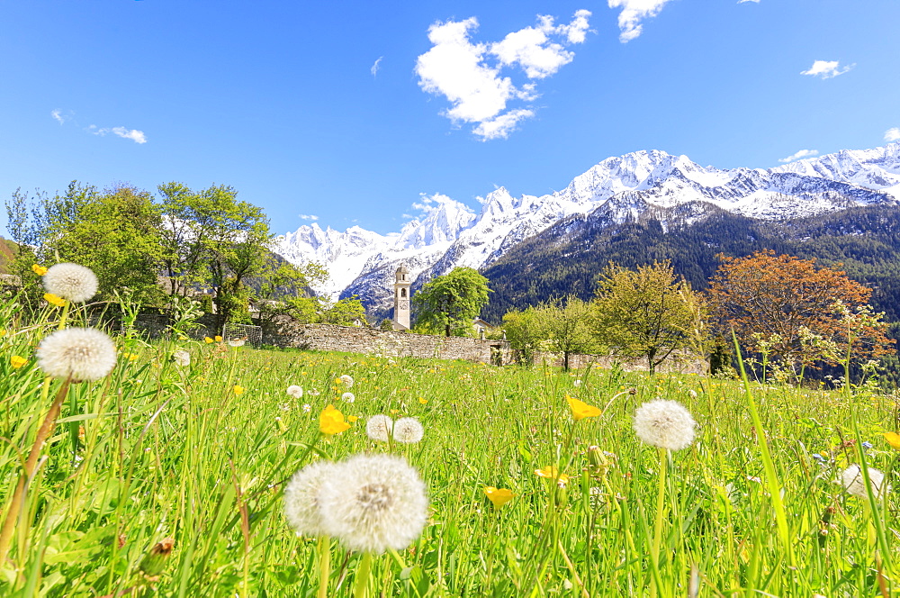 Old church framed by dandelions and snowy peaks, Soglio, Maloja, Bregaglia Valley, Engadine, canton of Graubunden, Switzerland, Europe