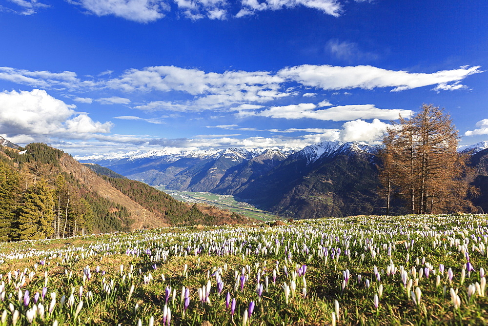 Blue sky on the colorful crocus flowers in bloom, Alpe Granda, Sondrio province, Masino Valley, Valtellina, Lombardy, Italy, Europe