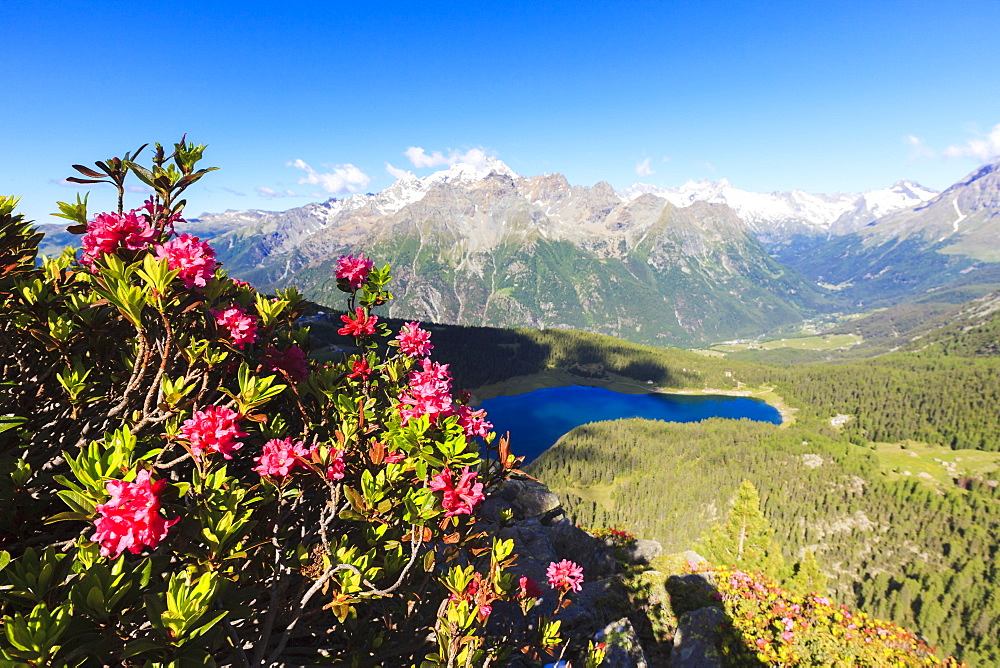 Rhododendrons and Lake Palu framed by Mount Disgrazia seen from Monte Roggione, Malenco Valley, Valtellina, Lombardy, Italy, Europe