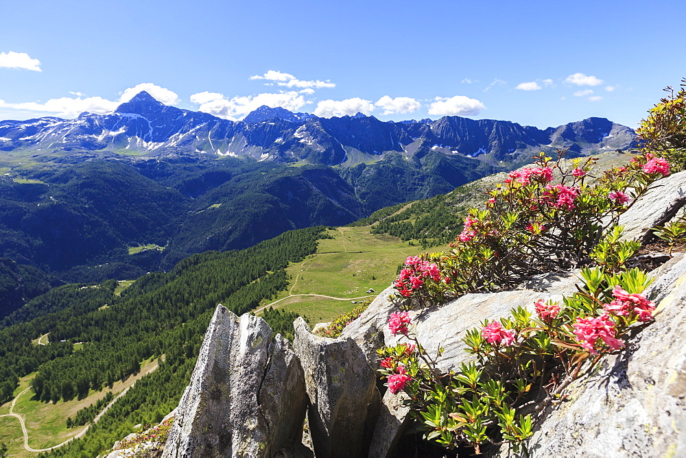 Rhododendrons framed by green woods and Pizzo Scalino seen from Monte Roggione, Malenco Valley, Valtellina, Lombardy, Italy, Europe