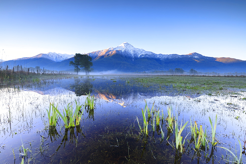 The snowy peak of Mount Legnone reflected in the flooded land at dawn, Pian di Spagna, Valtellina, Lombardy, Italy, Europe